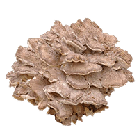 Bokrosgomba