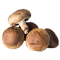 Shiitake gomba